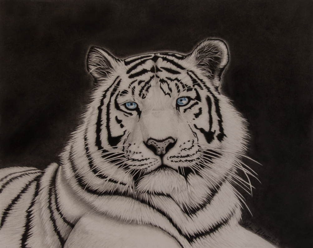 White Tiger Pencil Drawing by AlpoArts on DeviantArt