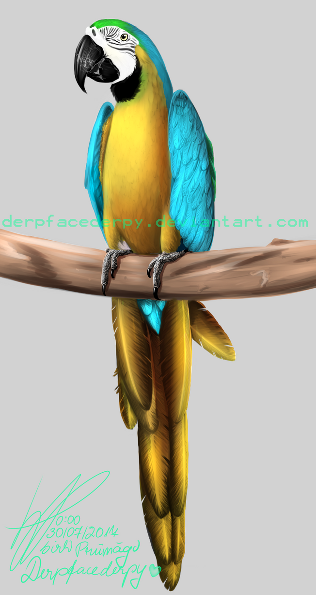 http://pre11.deviantart.net/6117/th/pre/f/2017/210/b/a/parrot_by_derpfacederpy-dbi4s6a.png